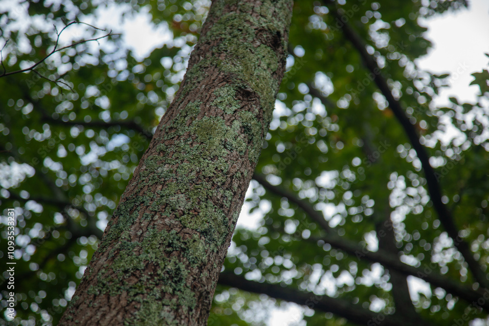 Lichen on a tree