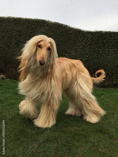 afghan hound in the garden photo