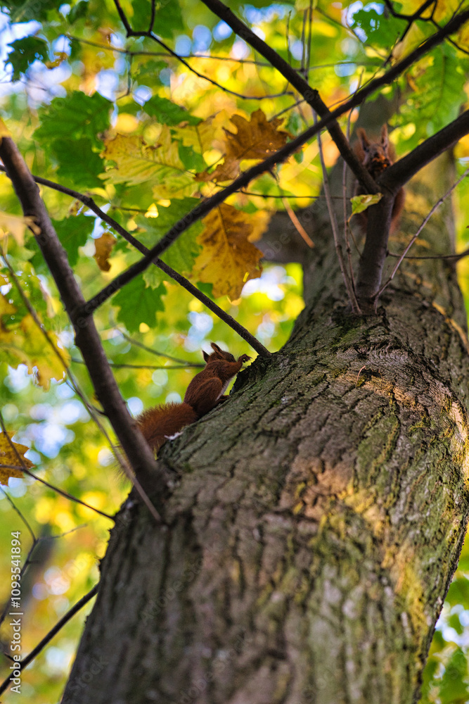 Obraz premium The red squirrel or Eurasian red squirrel - on the tree in Park. Autumn in Poland