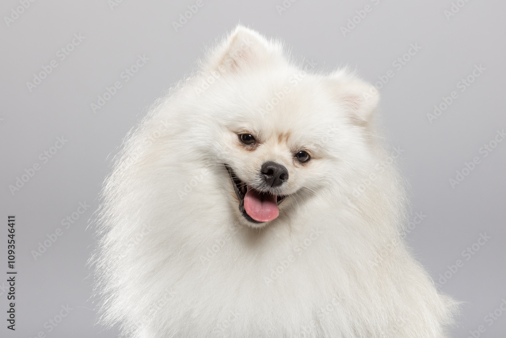 A fluffy white Pomeranian dog smiles and poses in a light-filled studio. Its vibrant coat and playful demeanor highlight its charming personality beautifully. A fluffy white Pomeranian dog smiles and poses in a light-filled studio. Its vibrant coat and playful demeanor highlight its charming personality beautifully.