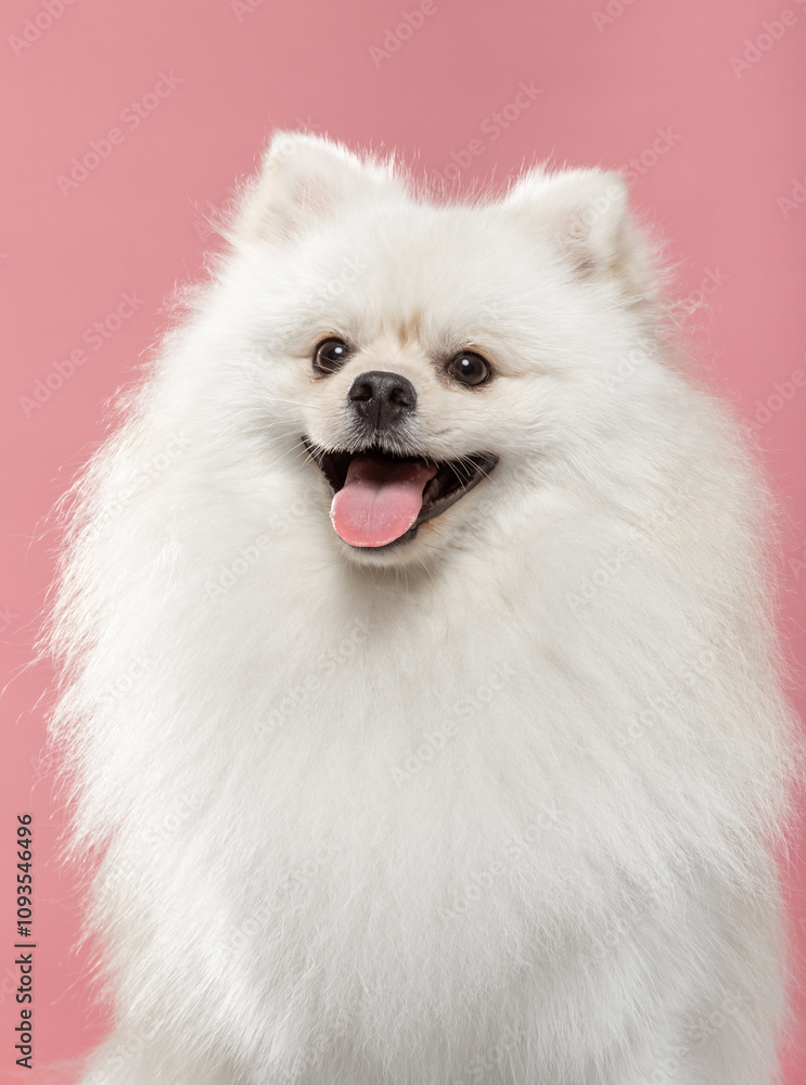A fluffy white pomeranian sits happily against a soft pink backdrop, showcasing its playful personality and vibrant energy in a calm indoor environment. A fluffy white pomeranian sits happily against a soft pink backdrop, showcasing its playful personality and vibrant energy in a calm indoor environment.