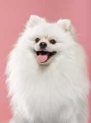 Acrylglasbilder Tierarzt Verspielter Pomeranian auf rosa Kulisse  © txemag