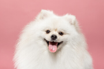 Acrylglasbilder Tierarzt Fröhlicher Pomeranian vor rosa Hintergrund  © txemag