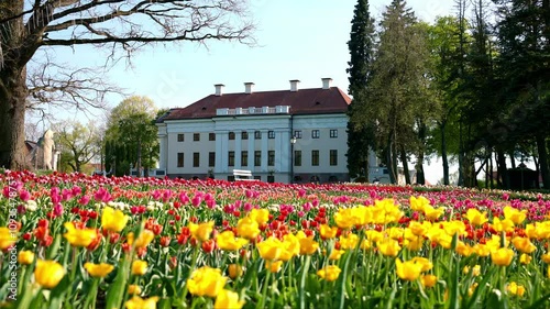 Historic Pakruojis Manor with white facade and chimneys, surrounded by colorful tulips in yellow, red, and pink. Tall trees frame the scene. photo