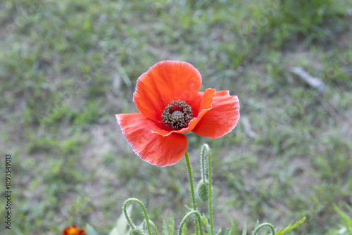 Close-up of a beautiful orange poppy flower bloom in the garden photo