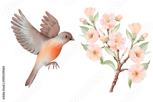 Spring Blossoming Branch with Peach or Cherry Flowers and Flying bird with soft brown and gray feathers and orange breast. Hand drawn watercolor illustration on a white background. Ideal for nature