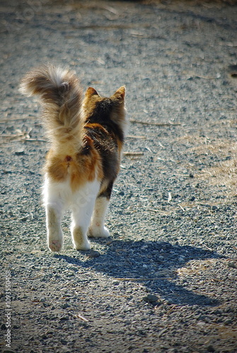 Fluffy Cyprus Cat Walking on a Sunny Gravel Path photo