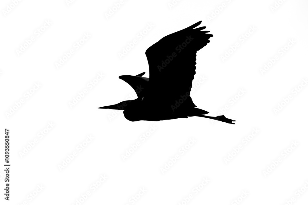 Fototapeta premium Black silhouette of flying with spread wings heron