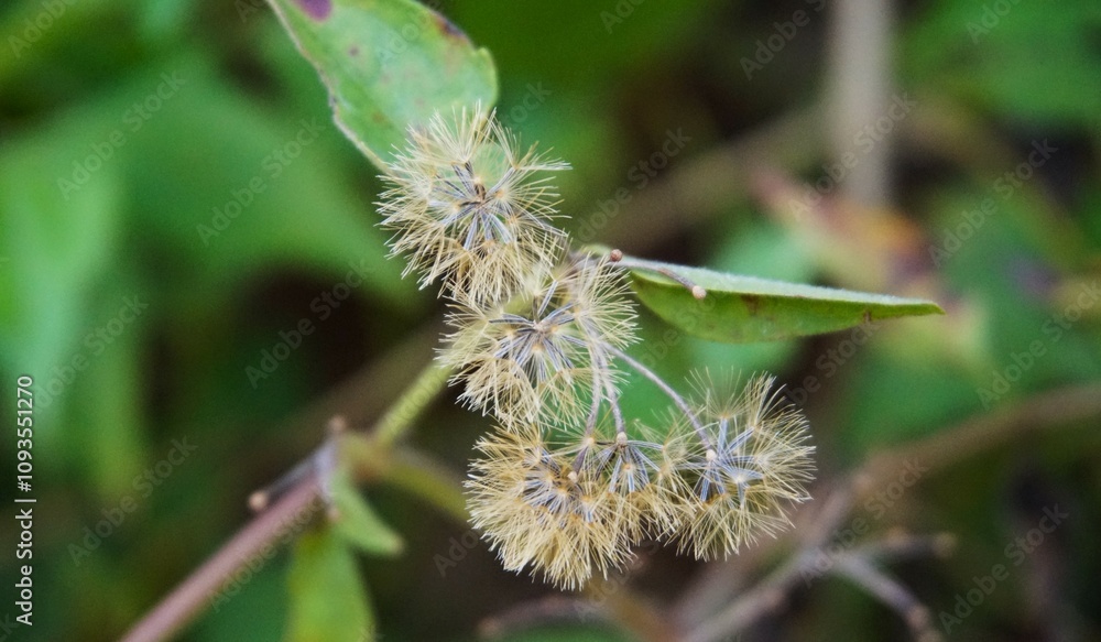 photo of beautiful white dandelion flower photo of beautiful white dandelion flower