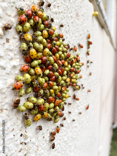 Colony of firebugs (Pyrrhocoris apterus) on a wall - mostly larvae of fifth, final larval instar and adults