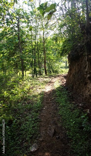 photo of a simple dirt road in the village to the garden and forest, the village road made by residents looks fresh with lots of plants around it