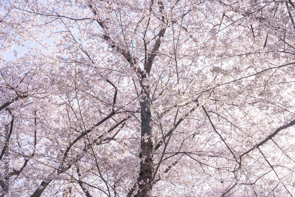 Cherry Blossom Trees in Full Bloom Cherry Blossom Trees in Full Bloom