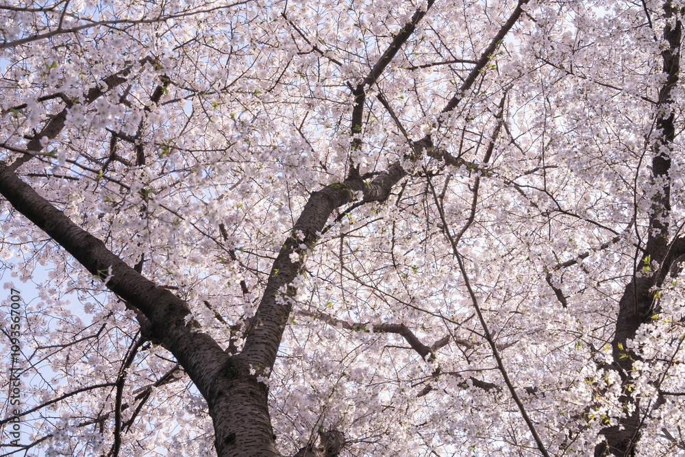 Cherry blossom tree branches in bloom. Cherry blossom tree branches in bloom.