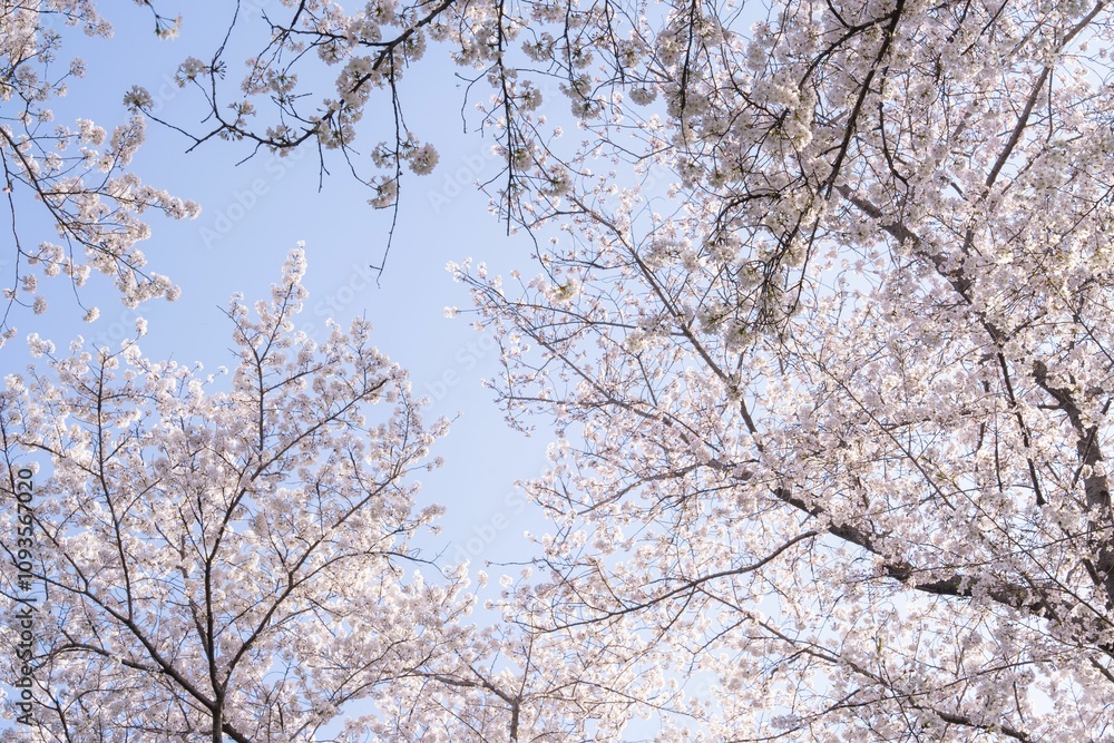 Cherry blossom trees under a clear blue sky. Cherry blossom trees under a clear blue sky.