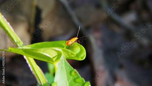 A beautiful red cotton aphid (Dysdercus Cingulatus), with bright red coloring and black spots on its back, perches on a leaf. photo