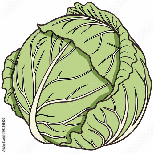 cabbage isolated on white background