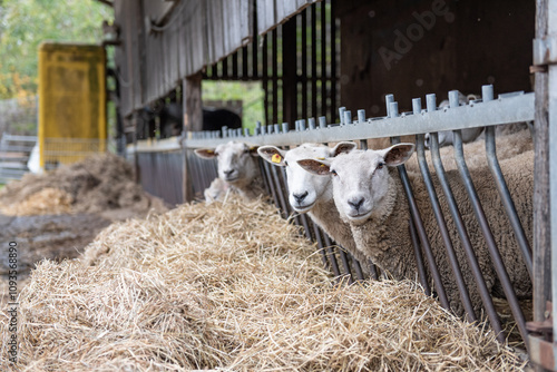 The photo shows sheep standing in a pen, looking directly at the camera.