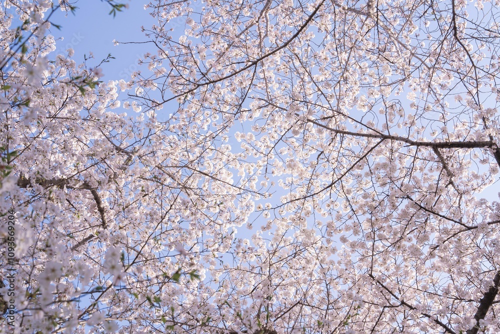 Cherry blossom branches against blue sky. Cherry blossom branches against blue sky.