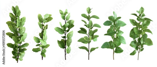 Wallpaper Mural Six sprigs of fresh green leaves isolated on white. Torontodigital.ca
