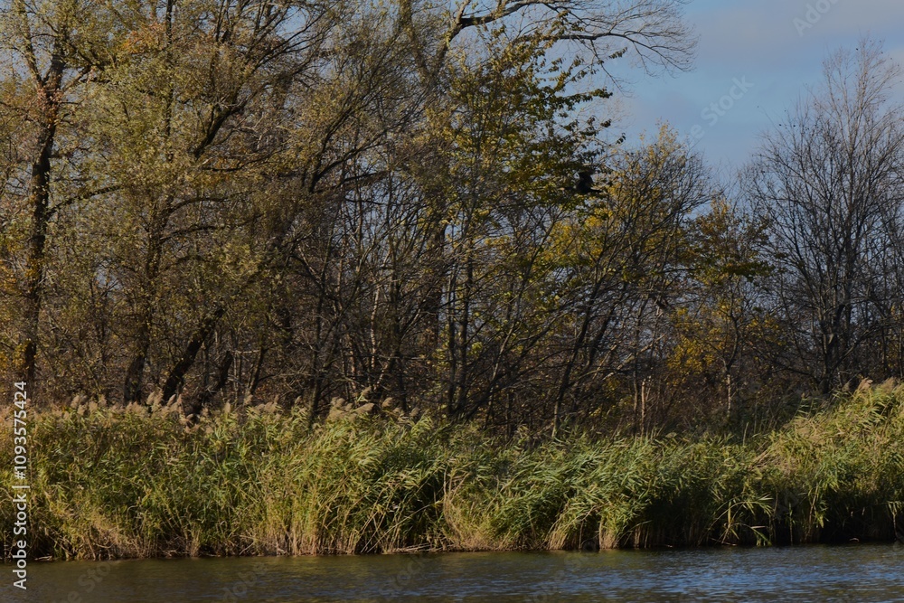 Autumn trees and reed grass on the lake in sunny day Autumn trees and reed grass on the lake in sunny day