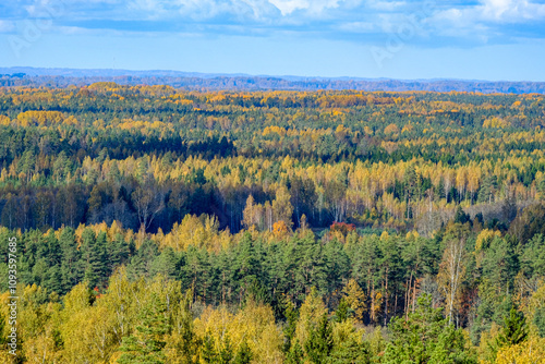 Expansive Autumn Forest Under Blue Sky