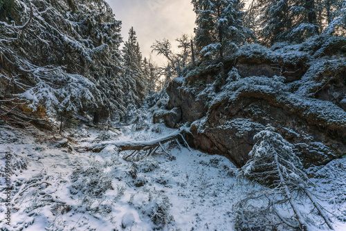 Forest photography of the north-western part of Svartdalstjerna Lakes Primeval Forest Nature Reserve, Totenåsen Hills, Norway, in November 2024. photo