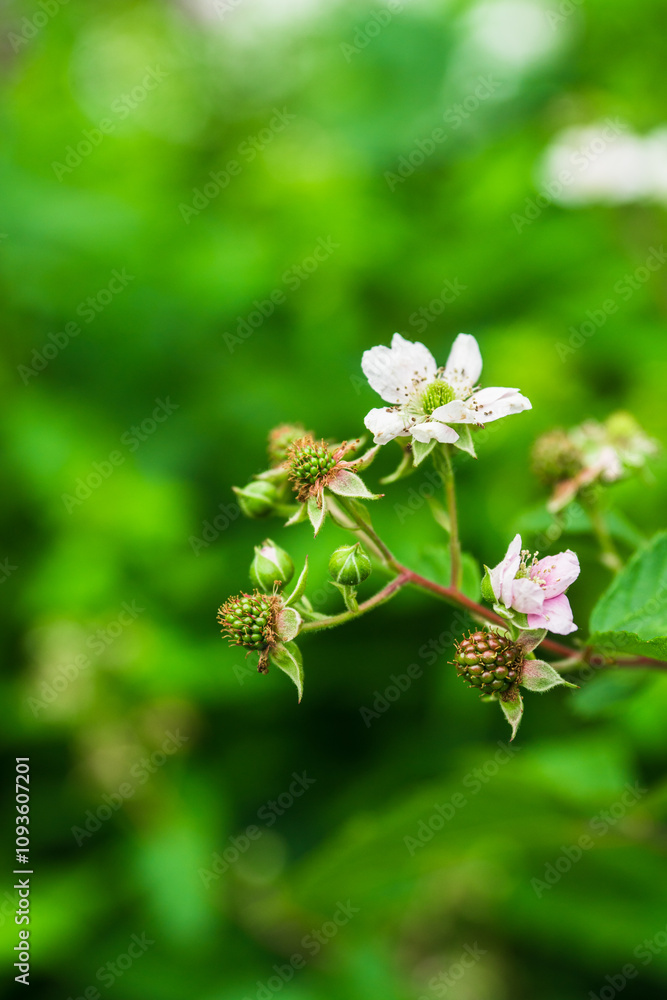 Blooming blackberry plant in the garden. Selective focus. Blooming blackberry plant in the garden. Selective focus.
