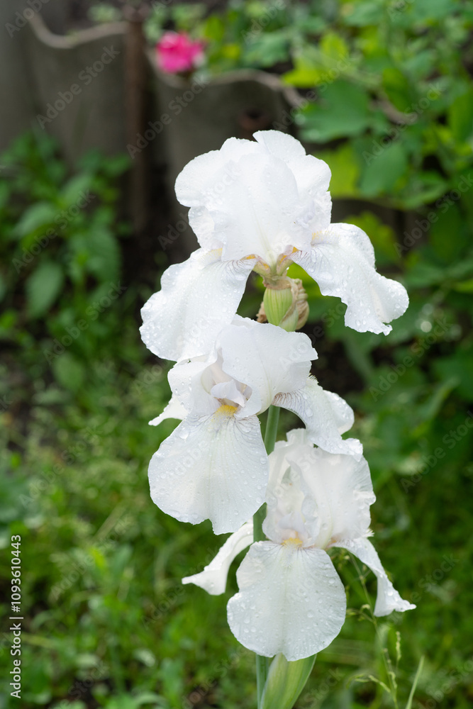 Blooming white iris in the garden. Selective focus. Blooming white iris in the garden. Selective focus.