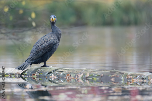 Überraschter Kormoran