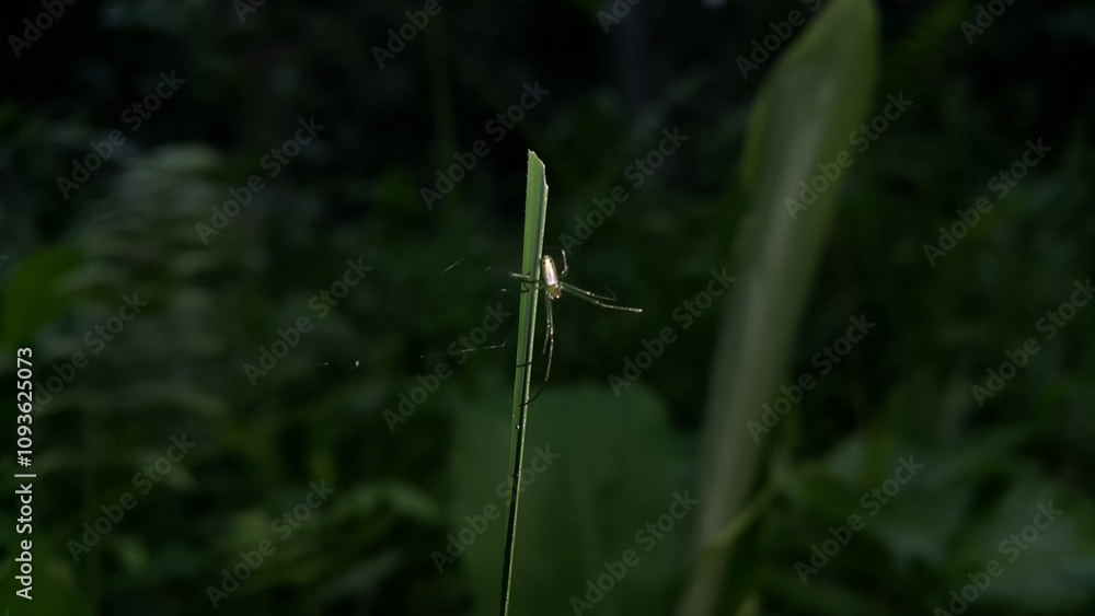 Long-jawed orb weavers or long jawed spiders (Tetragnathidae) are a family of araneomorph spiders. They have elongated bodies, legs, and chelicerae, and build small orb webs with an open hub with few. Long-jawed orb weavers or long jawed spiders (Tetragnathidae) are a family of araneomorph spiders. They have elongated bodies, legs, and chelicerae, and build small orb webs with an open hub with few.