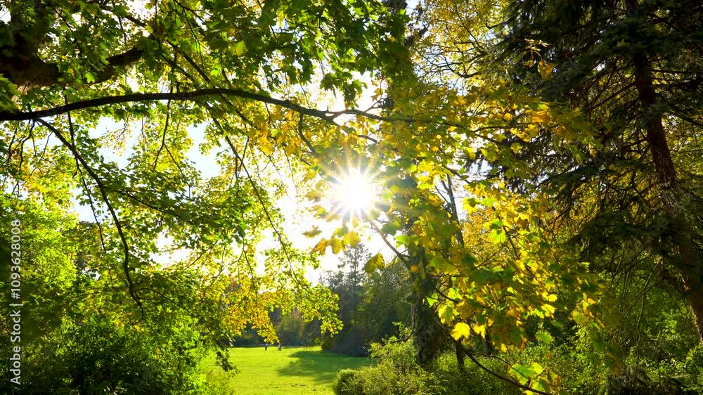 sun shining through the trees