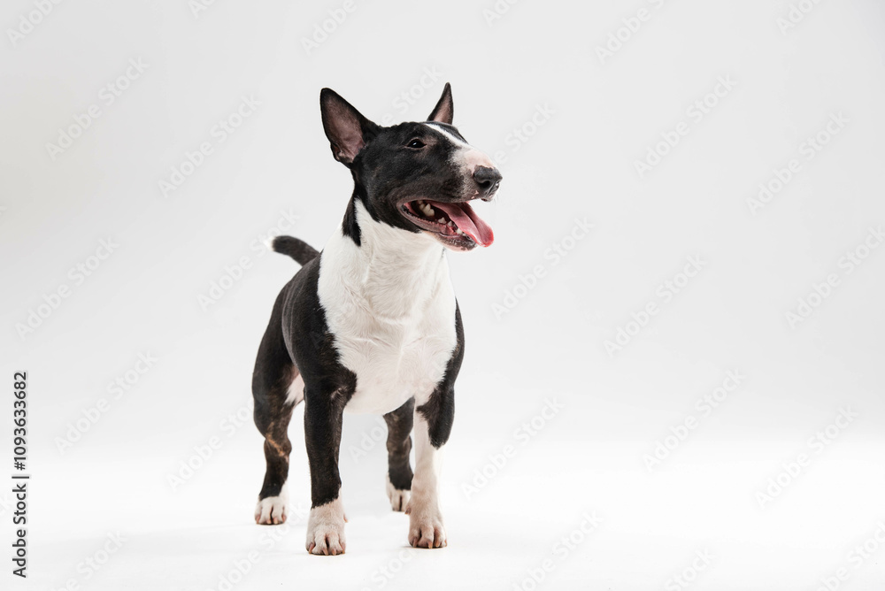 black and white bull terrier on a white background black and white bull terrier on a white background