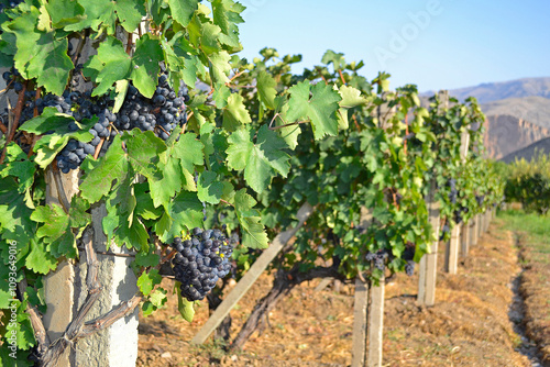Wallpaper Mural Cluster of Areni grape on a branch Torontodigital.ca