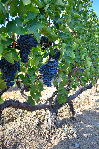 Cluster of Areni grape on a branch photo