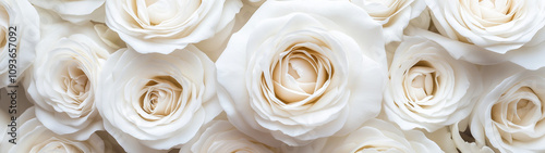 close up of white roses, background of white roses, white rose buds banner