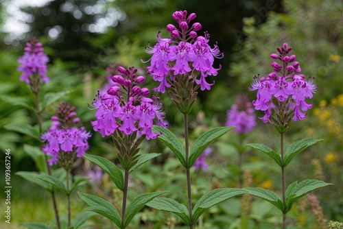 Stunning Fireweed Epilobium Angustifolium with Vibrant Purple Blooms in a Natural Garden Landscape