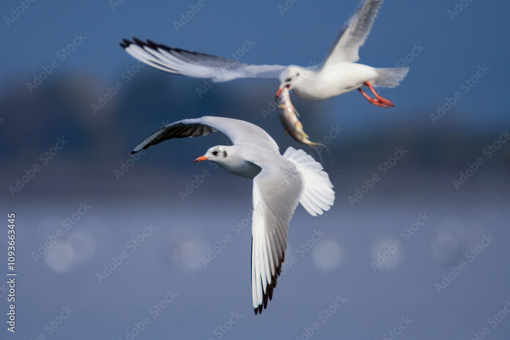 Obraz premium Seagull Catching Fish Mid-Flight Over Water. A seagull captured mid-flight holding a fish in its beak, skimming the water's surface with blurred birds in the background...