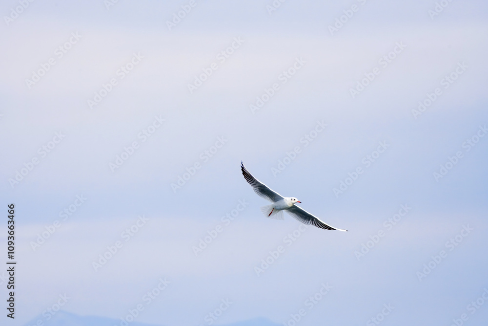 Seagull Catching Fish Mid-Flight Over Water. A seagull captured mid-flight holding a fish in its beak, skimming the water's surface with blurred birds in the background... Seagull Catching Fish Mid-Flight Over Water. A seagull captured mid-flight holding a fish in its beak, skimming the water's surface with blurred birds in the background...