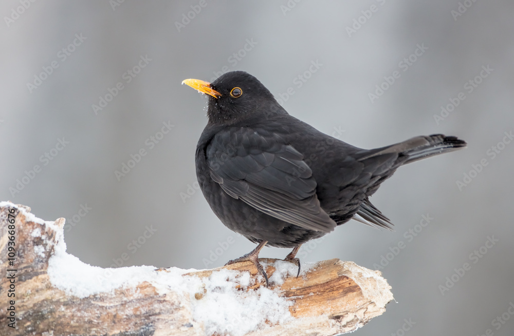 Common blackbird - adult male in winter at a wet forest Common blackbird - adult male in winter at a wet forest