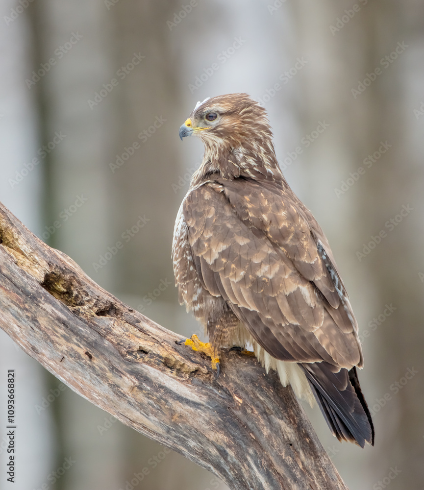 Common Buzzard in winter at a wet forest Common Buzzard in winter at a wet forest