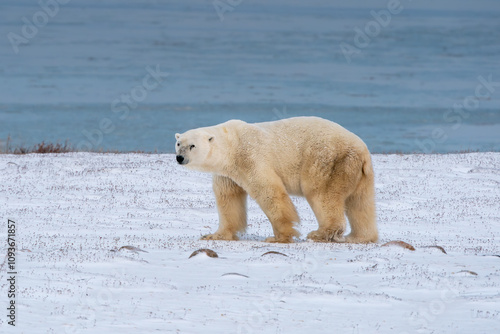 Solitary endangered polar bear walking on the snow with Hudson bay in the background in Churchill Manitoba Canada