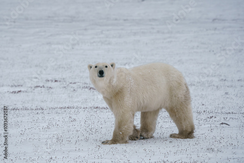 Solitary  endangered polar bear walking on the snow in Churchill Manitoba Canada photo