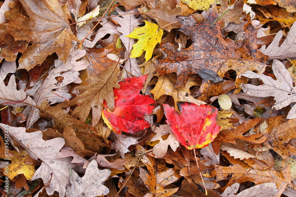 Red leaves on a field of autumn leaves autumnal background Red leaves on a field of autumn leaves autumnal background