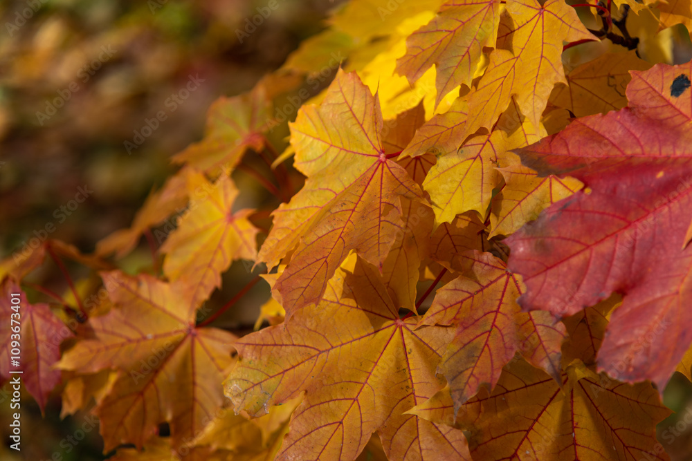 Close-up view of orange and red coloured maple leaves on tree branches in a sunny autumn day. Abstract fall season background. Soft focus. Copy space. Beauty in nature theme. Close-up view of orange and red coloured maple leaves on tree branches in a sunny autumn day. Abstract fall season background. Soft focus. Copy space. Beauty in nature theme.