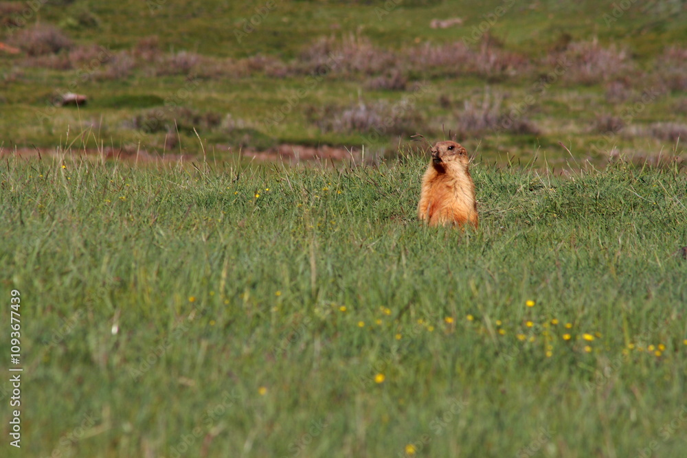 A marmot standing out of his underground burrow and looking around A marmot standing out of his underground burrow and looking around