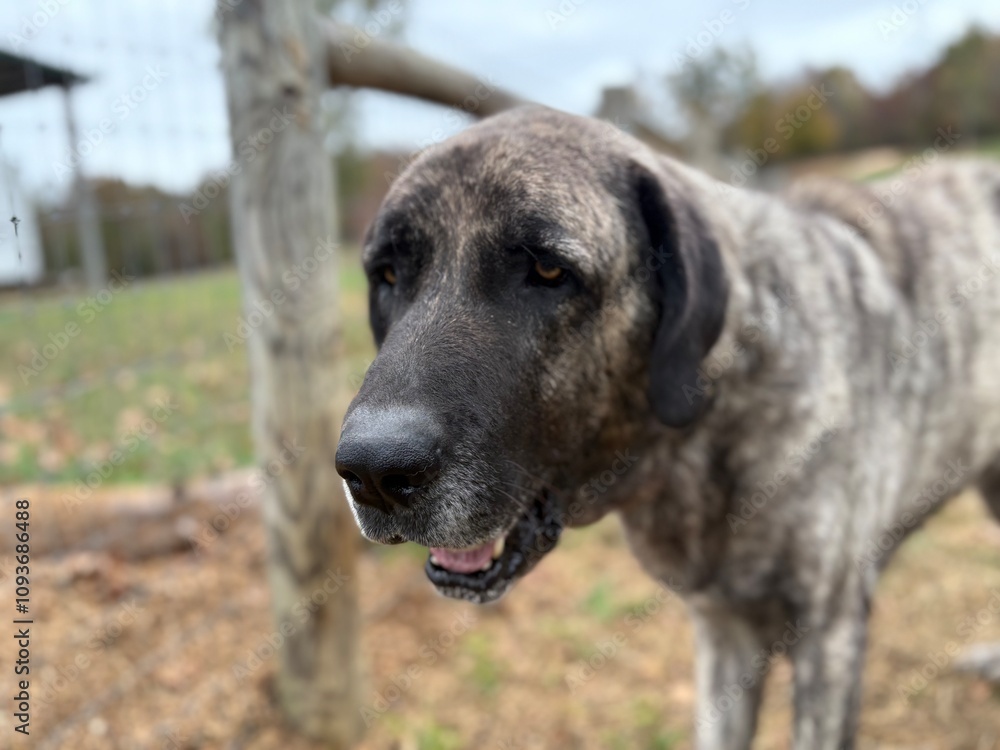 Close up of male Anatolian shepherd livestock guard dog brindle with black face mask on the farm Close up of male Anatolian shepherd livestock guard dog brindle with black face mask on the farm