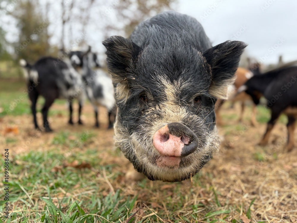 Big old black pot belly pig looking at me on the farm close up man he is ugly! But wow he is cool! :) Big old black pot belly pig looking at me on the farm close up man he is ugly! But wow he is cool! :)