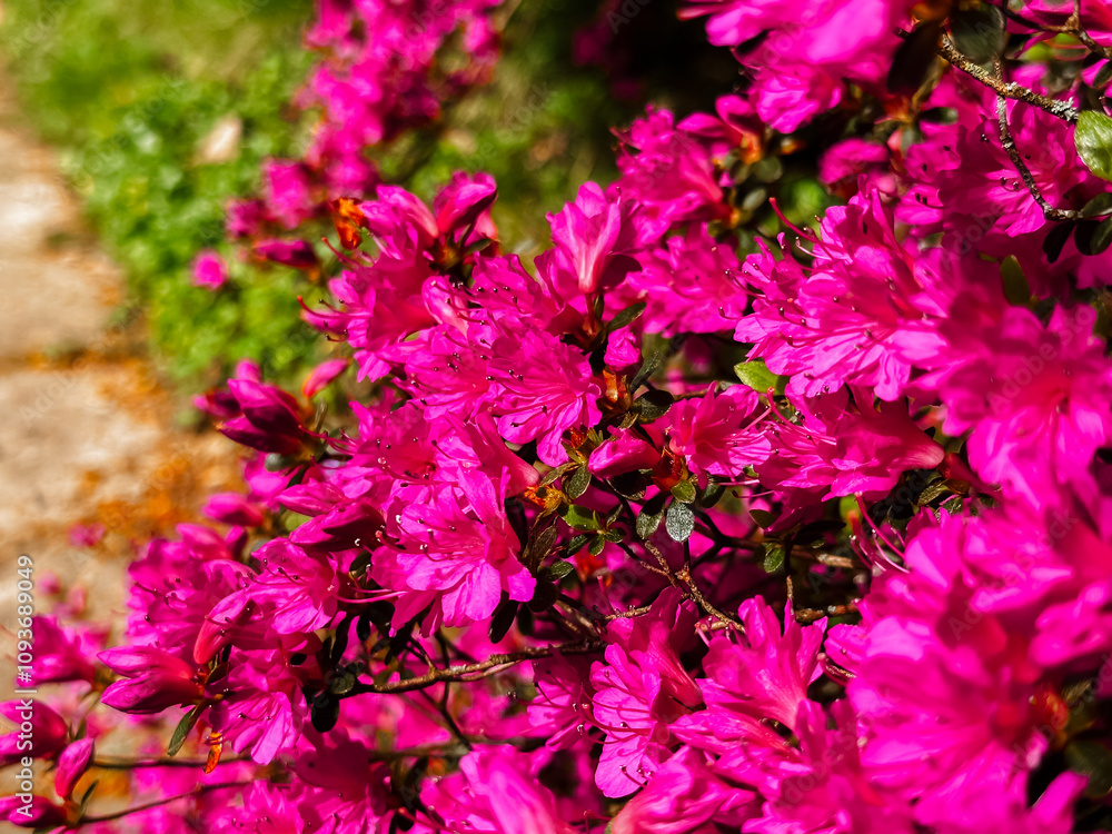 A bunch of pink flowers with green leaves A bunch of pink flowers with green leaves