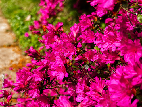 A bunch of pink flowers with green leaves