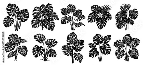 Hand-drawn monstera foliage collection – exotic leaf patterns black vector